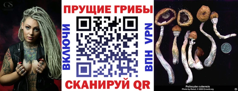 купить  цена  Суджа  Галлюциногенные грибы Cubensis 